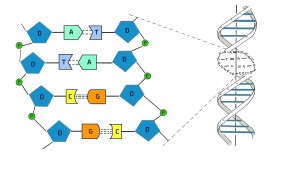 DNA